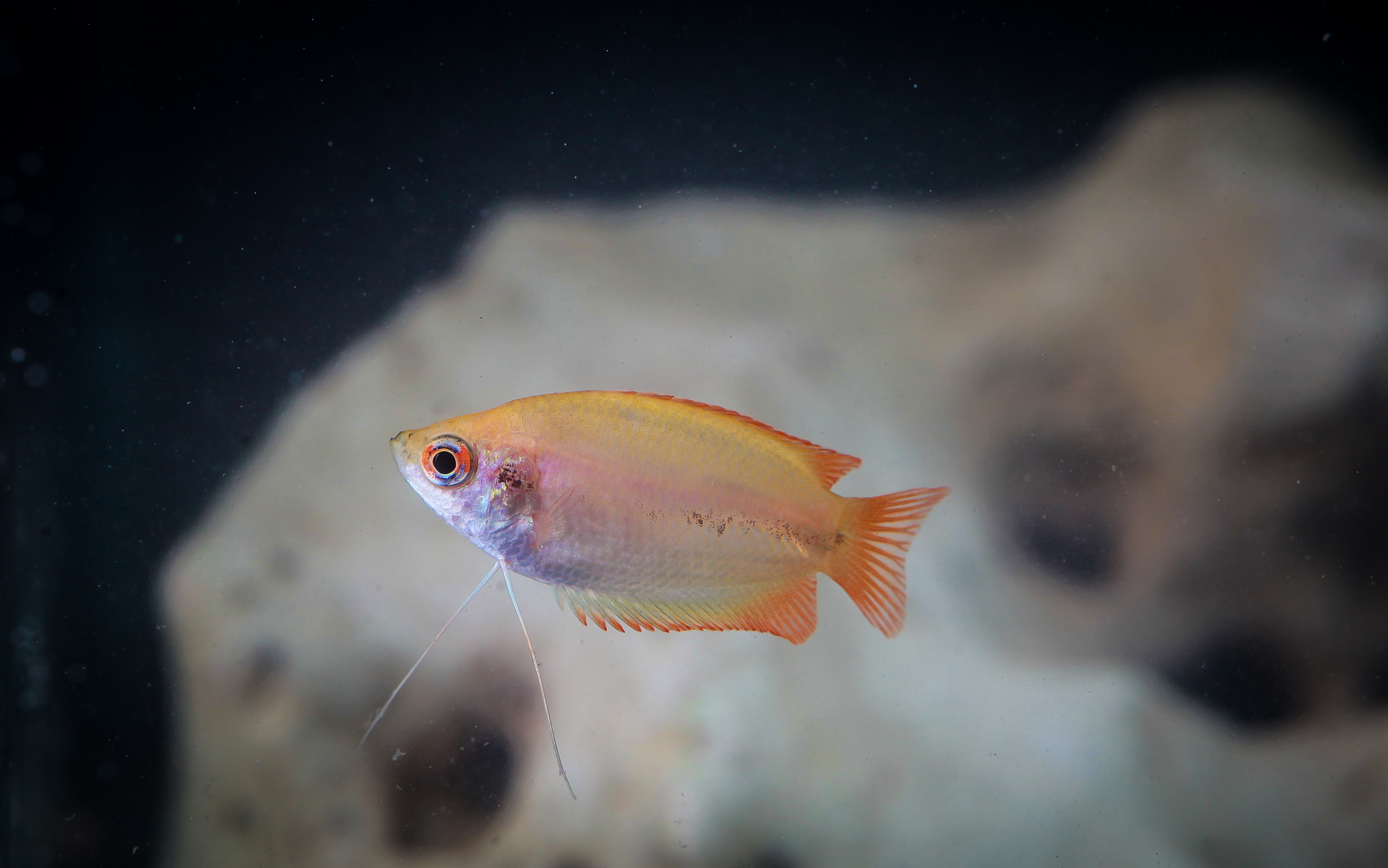 골든허니구라미