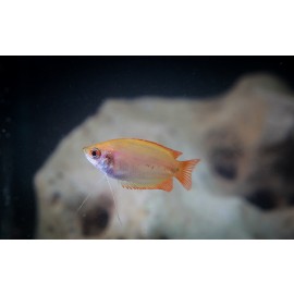 골든허니구라미