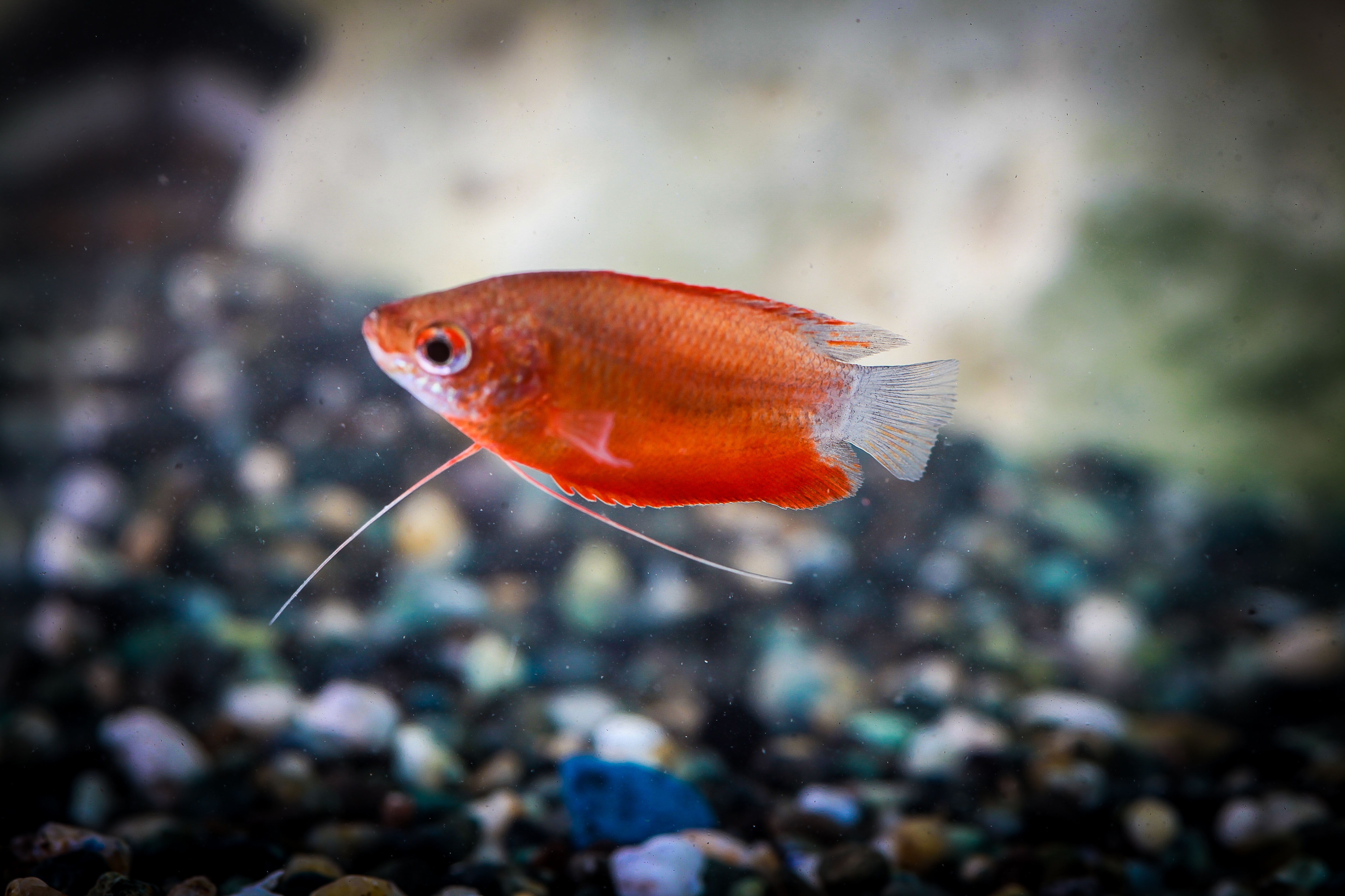 레드허니구라미