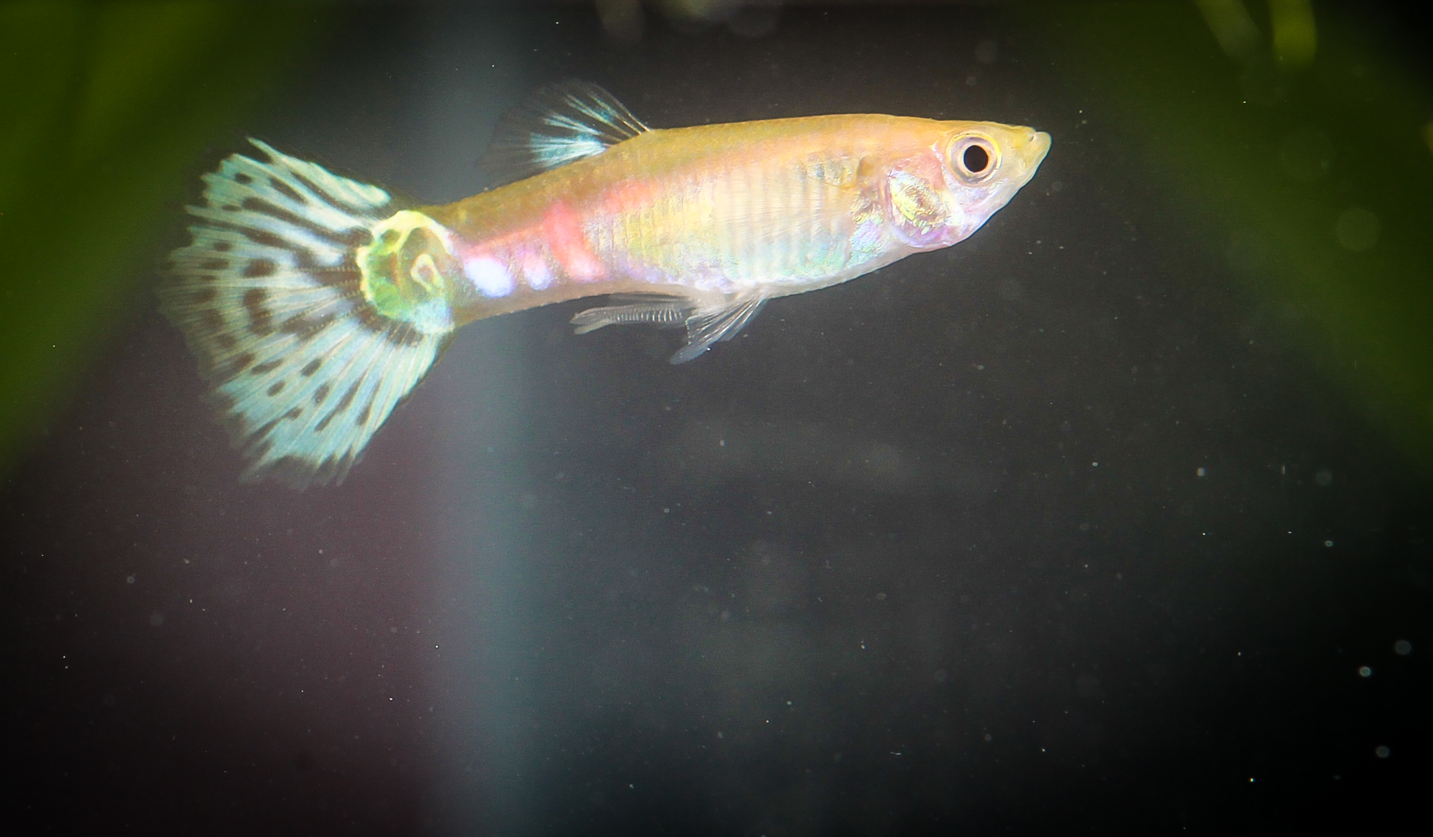 골든킹코브라구피