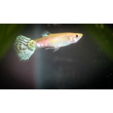 골든킹코브라구피