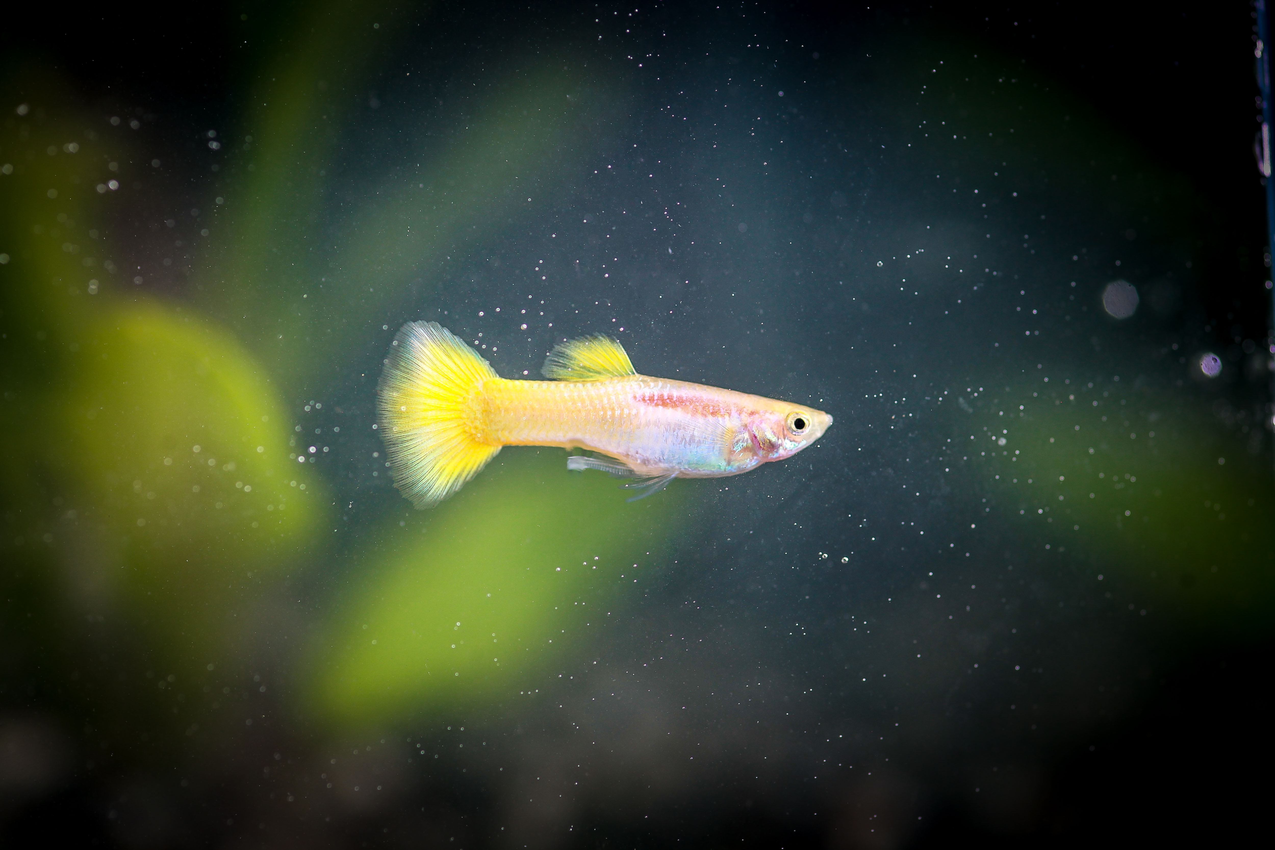 골든플래티늄구피