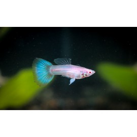 네온슈퍼화이트구피