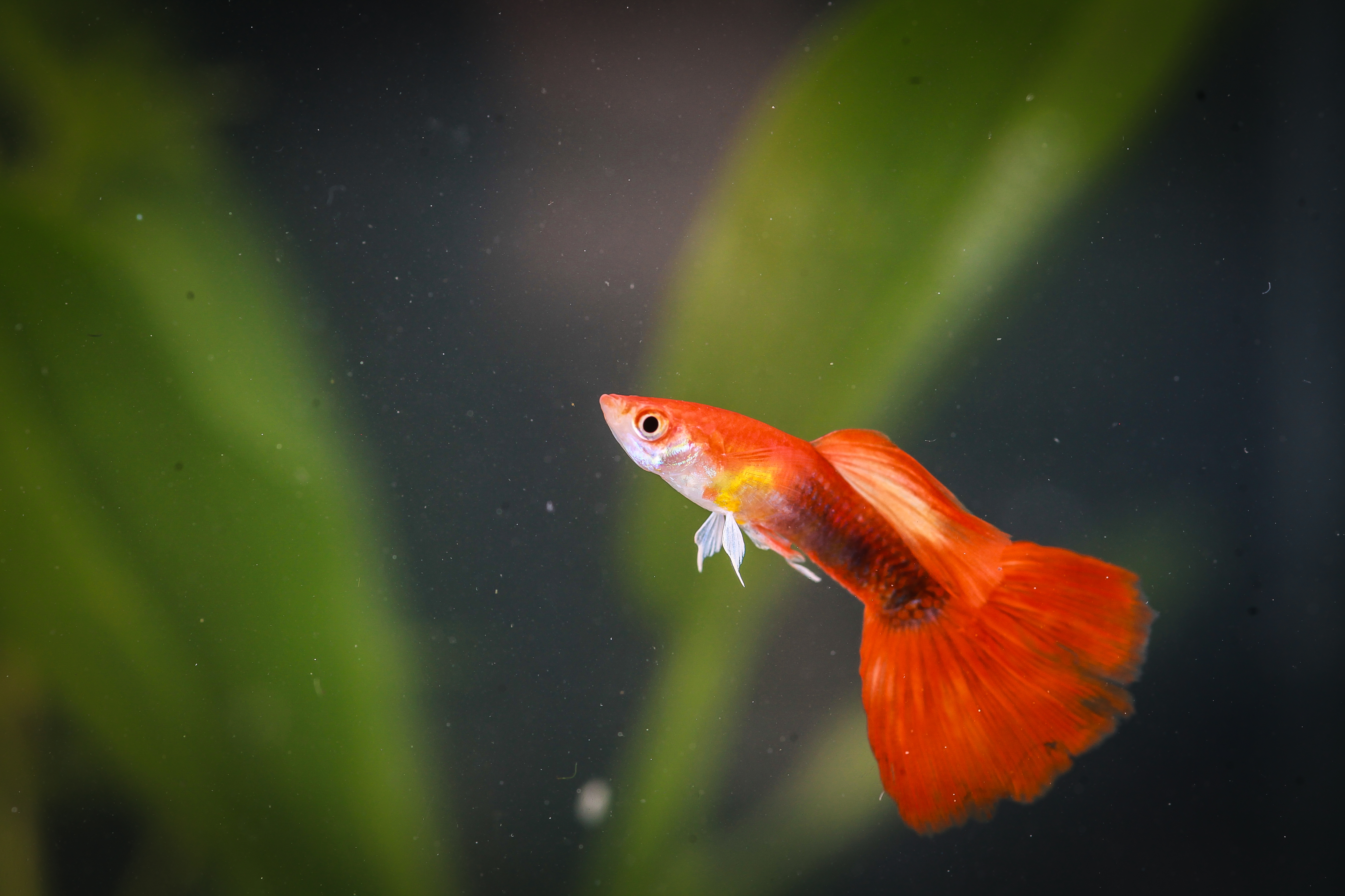 레드턱시도구피