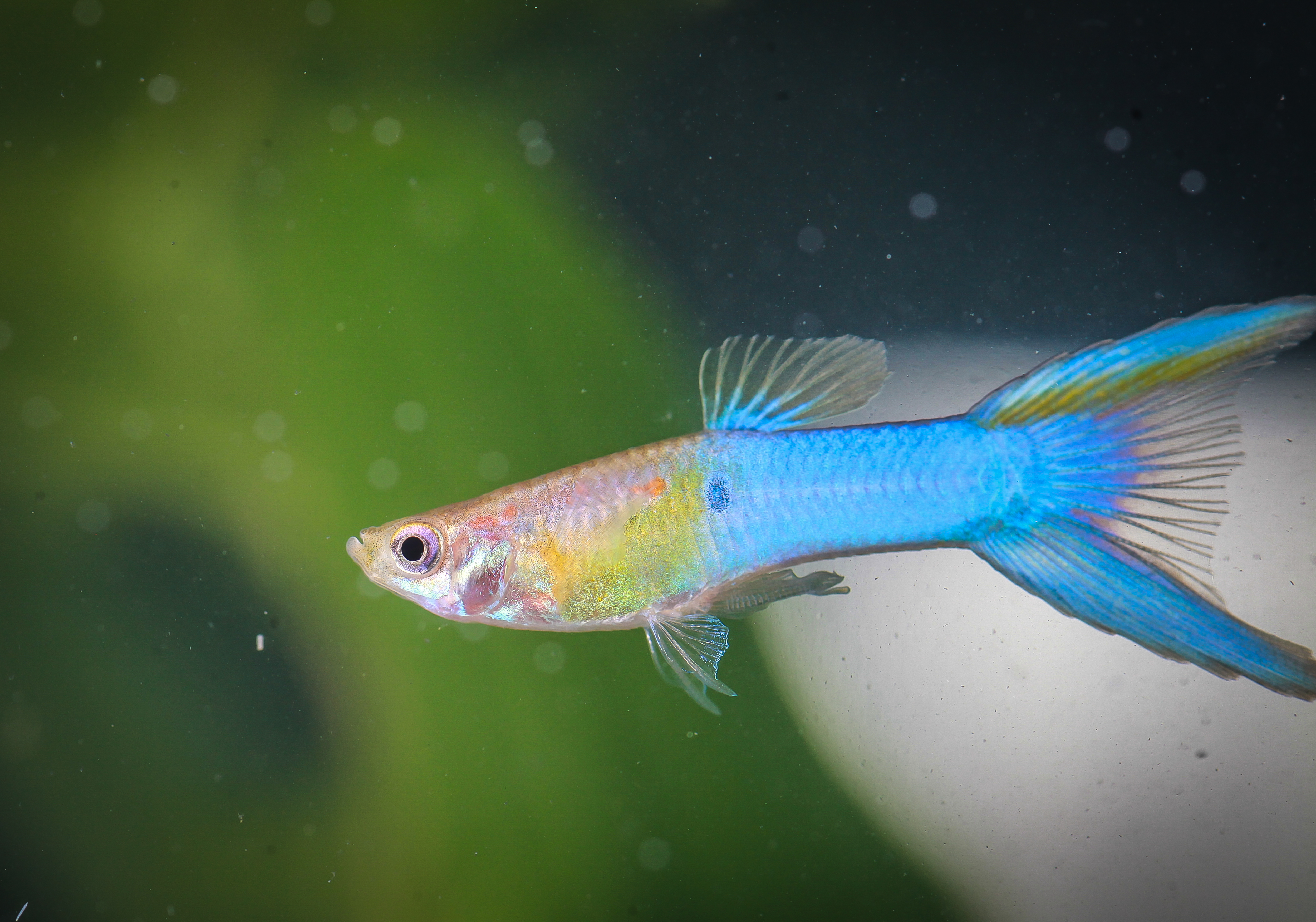 로얄블루라이어테일구피