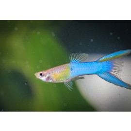 로얄블루라이어테일구피