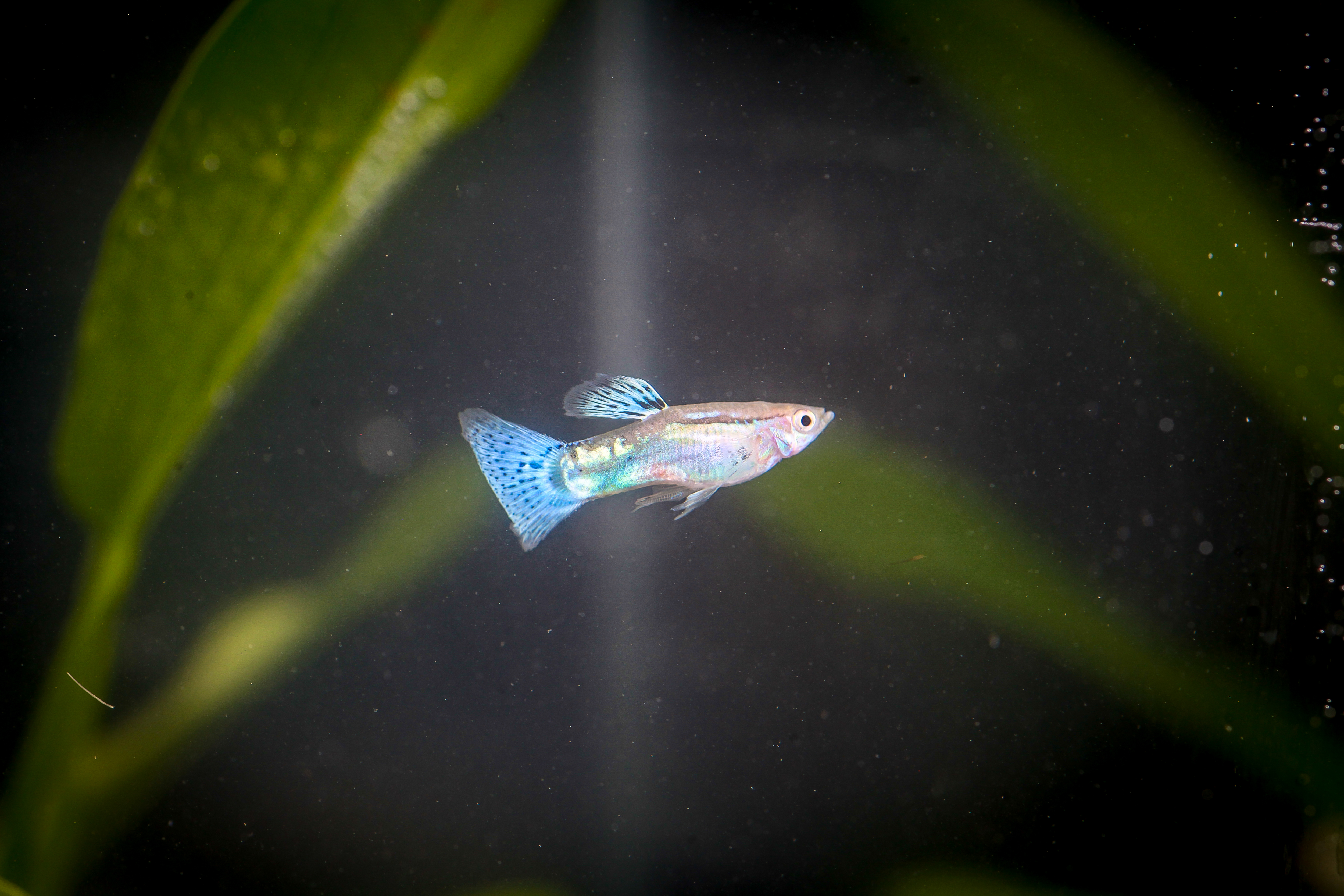 블루글라스구피