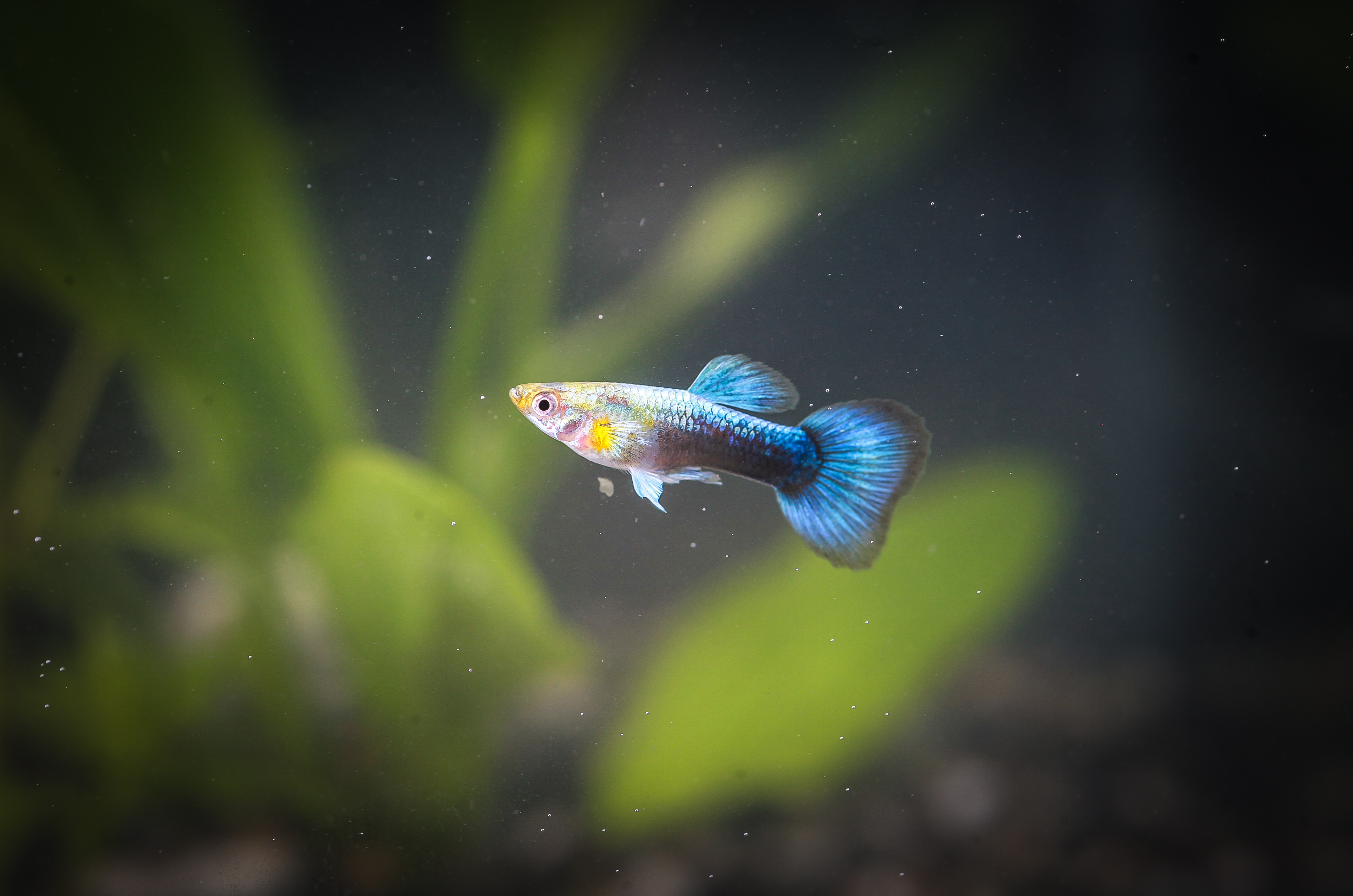 네온턱시도구피