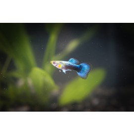 네온턱시도구피