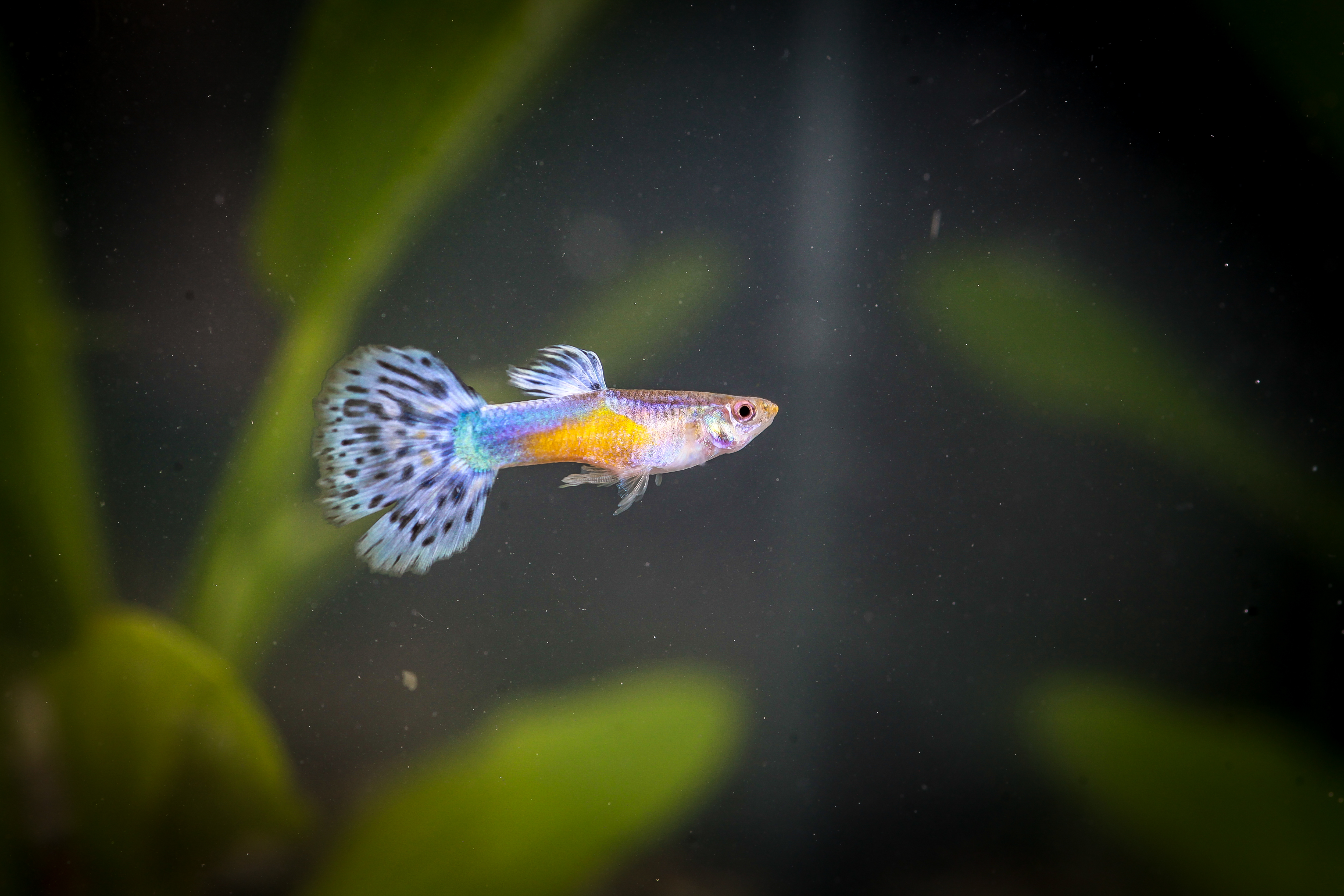 스노우바리게이트구피