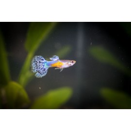 스노우바리게이트구피