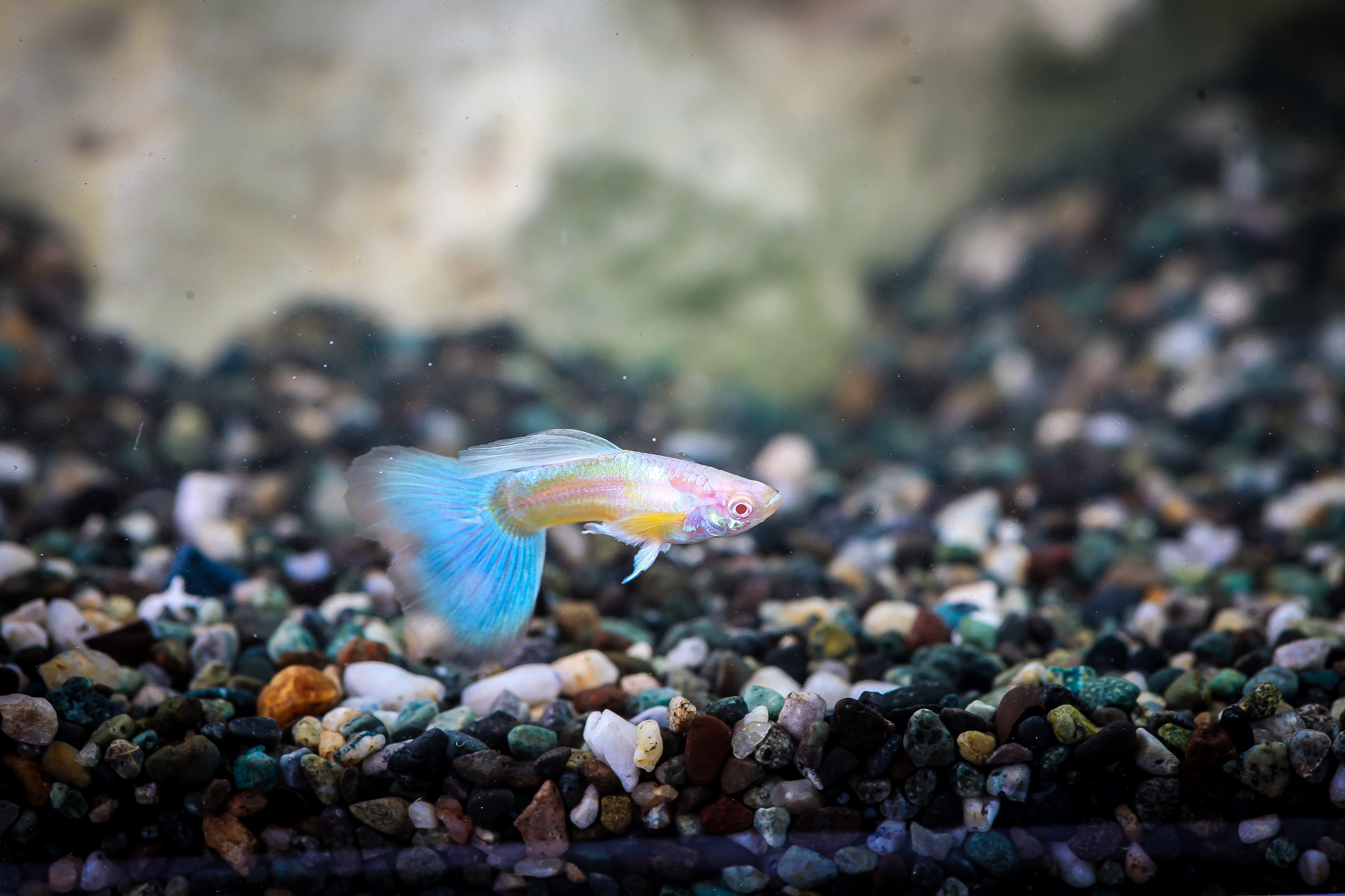 알비노네온블루구피