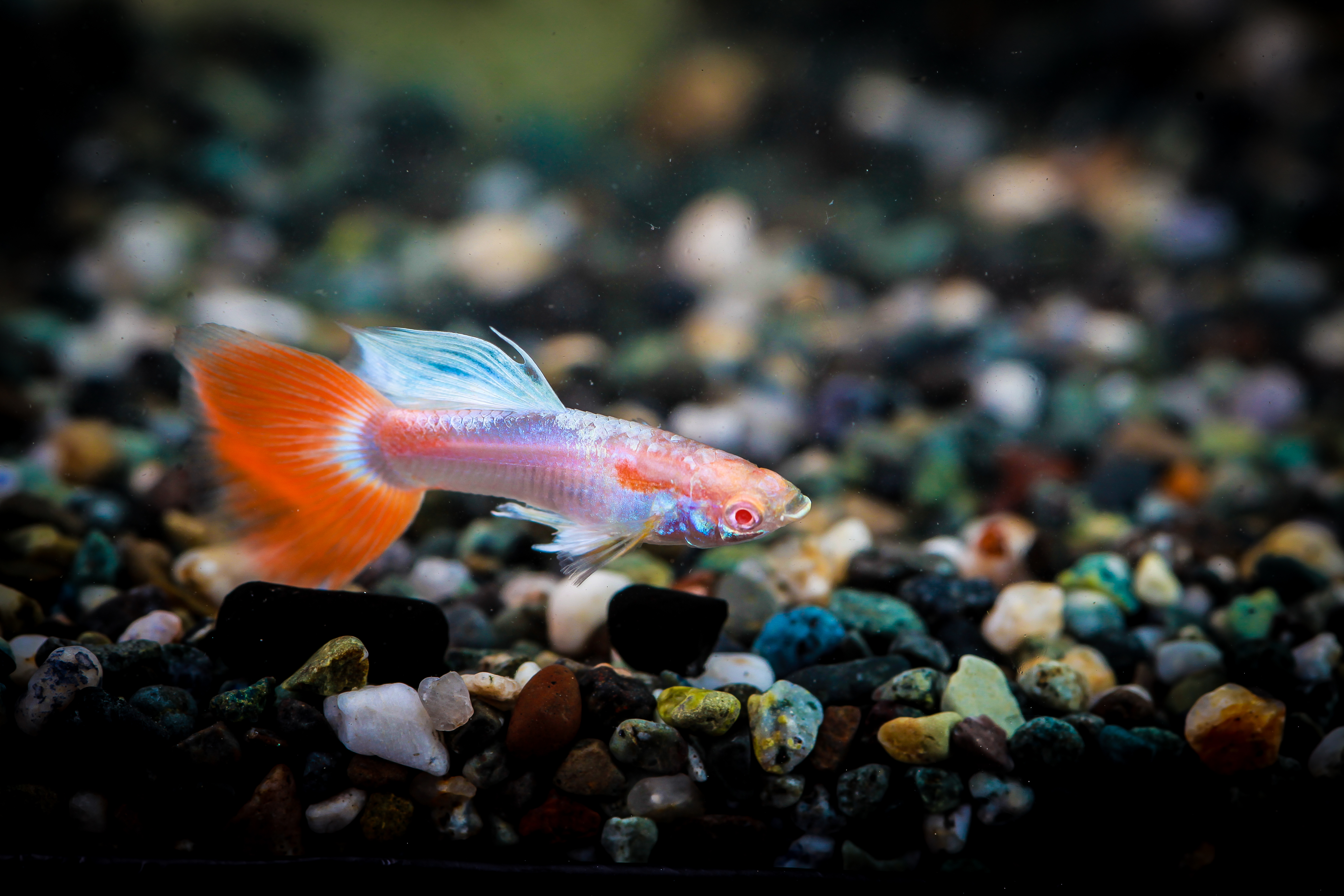 알비노파스텔레드구피