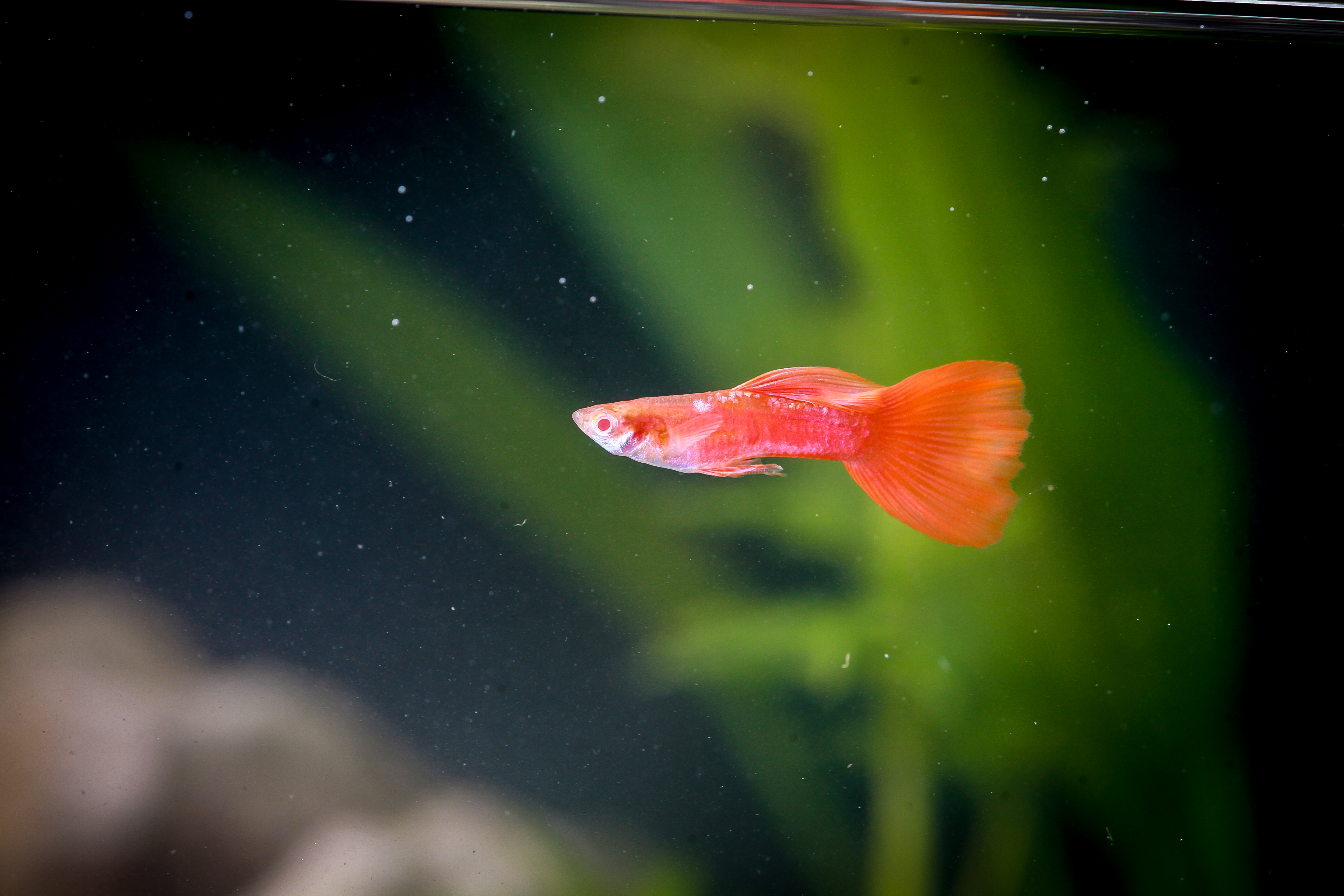 알비노풀레드구피