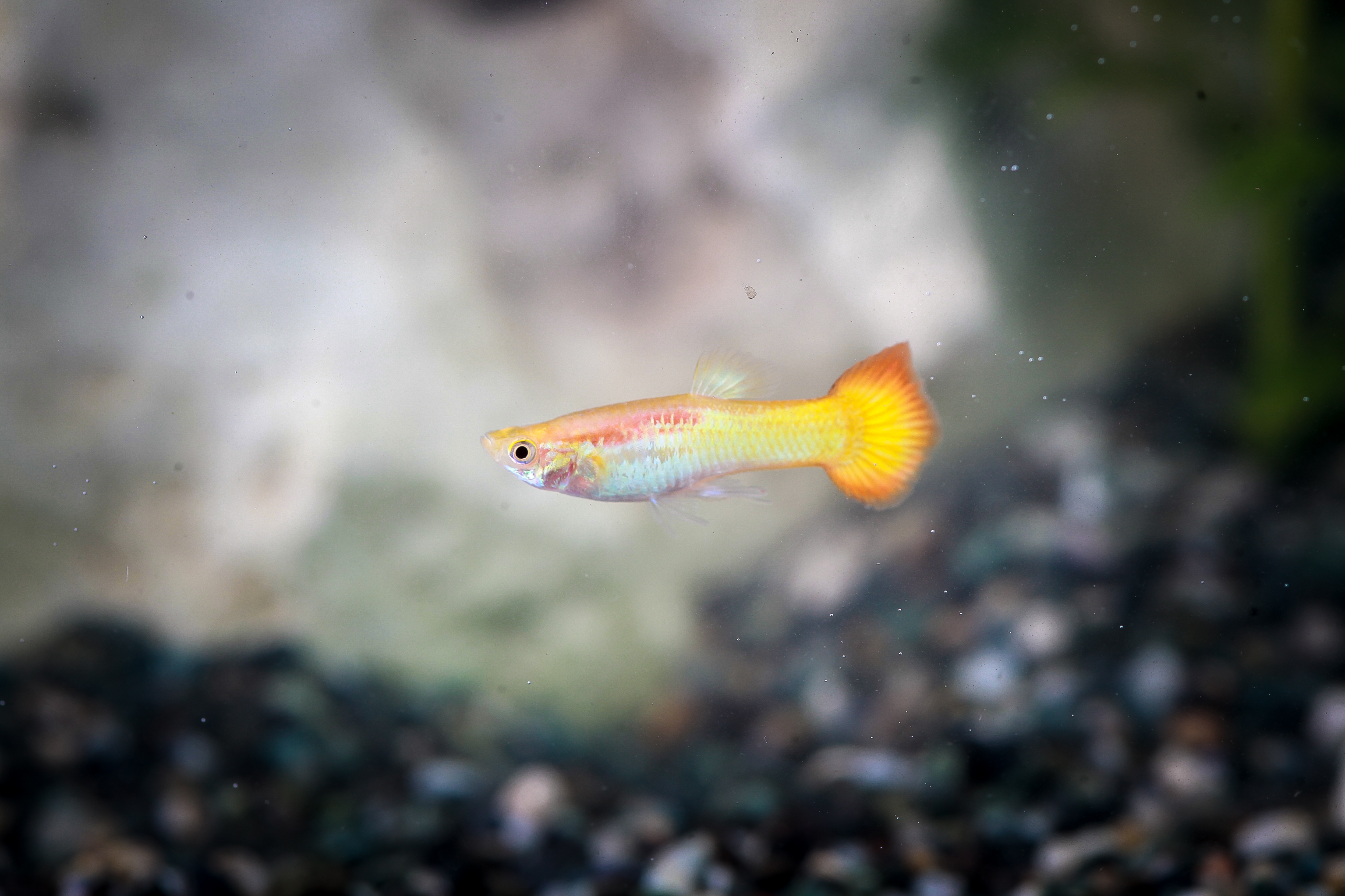 옐로우선셋구피