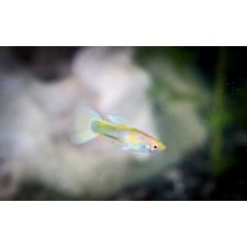 옐로우턱시도구피