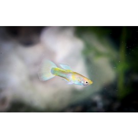 옐로우턱시도구피