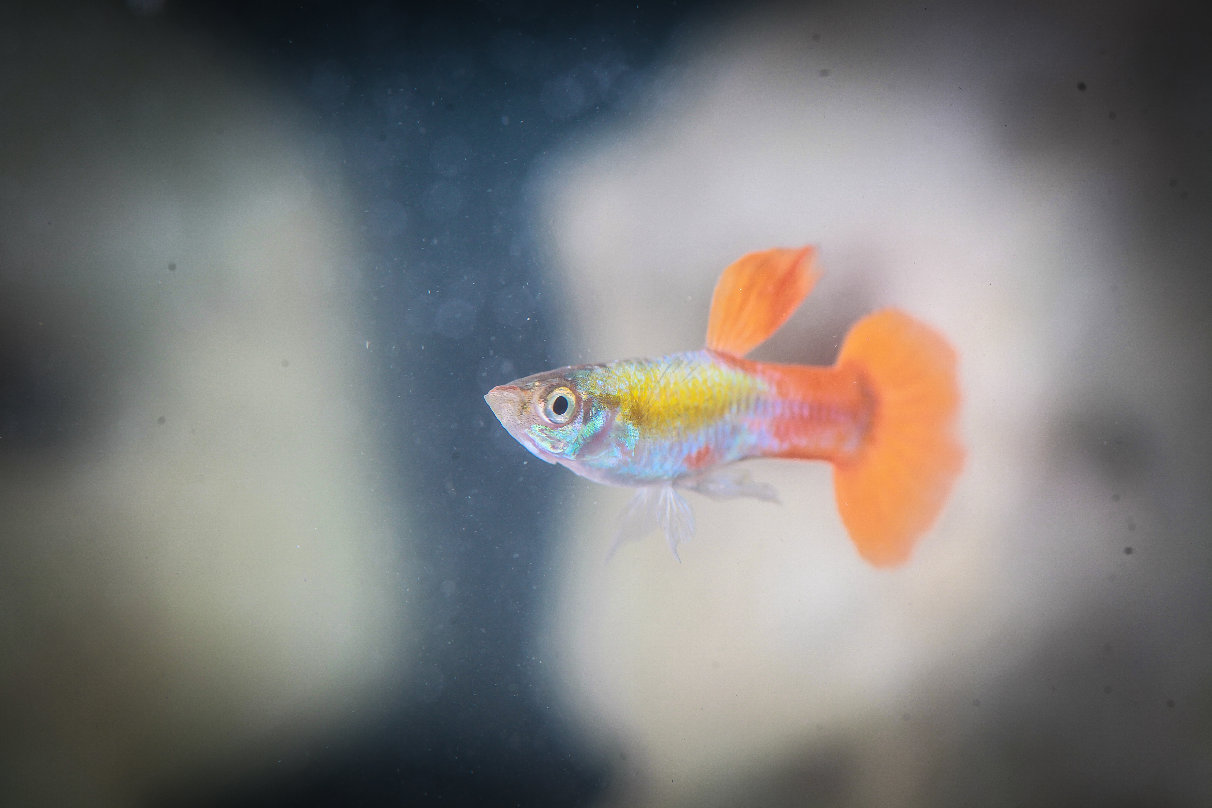 오렌지플래티늄구피