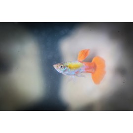 오렌지플래티늄구피