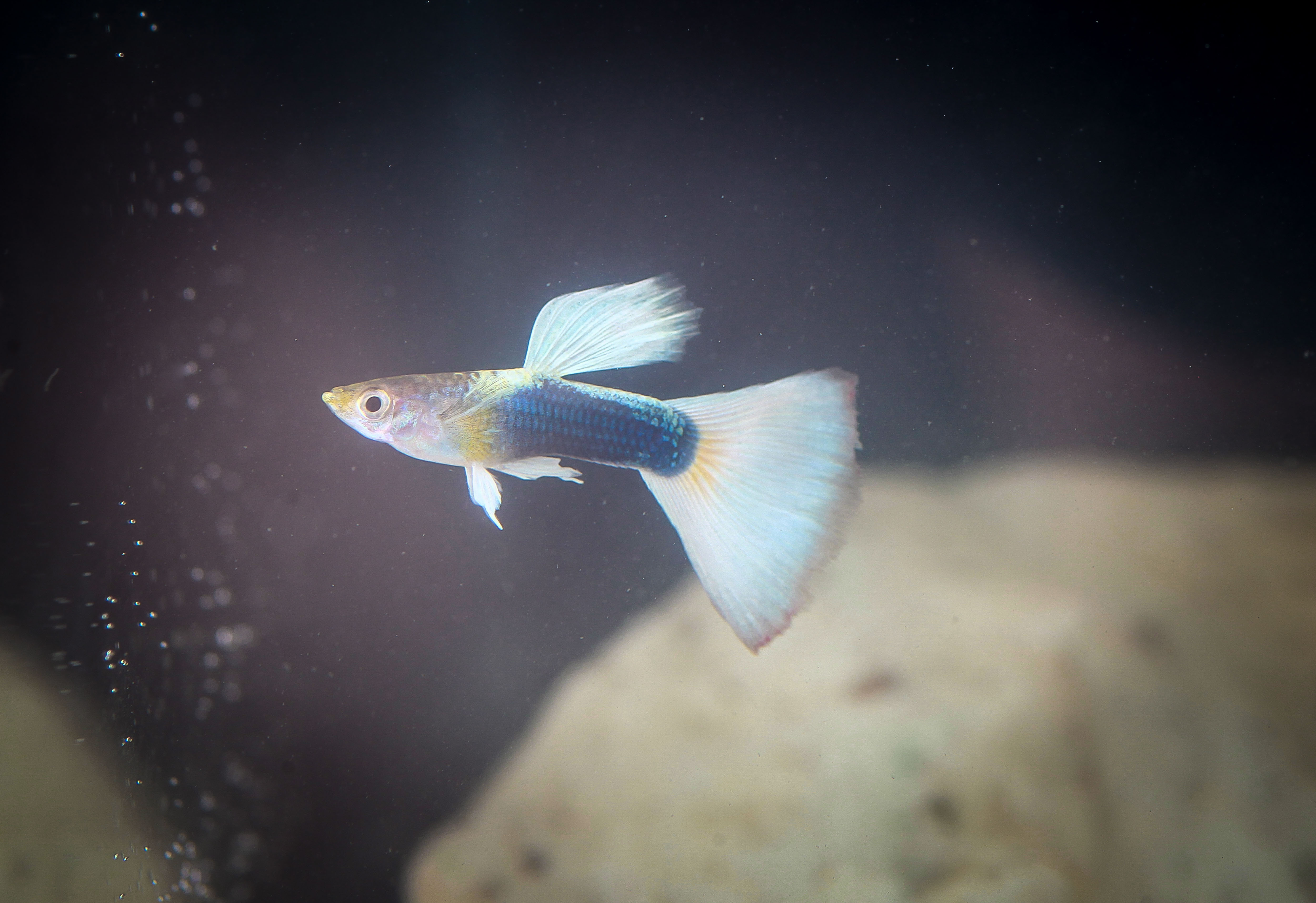 저먼옐로우구피