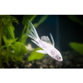 버터플라이코이 (문의상품)