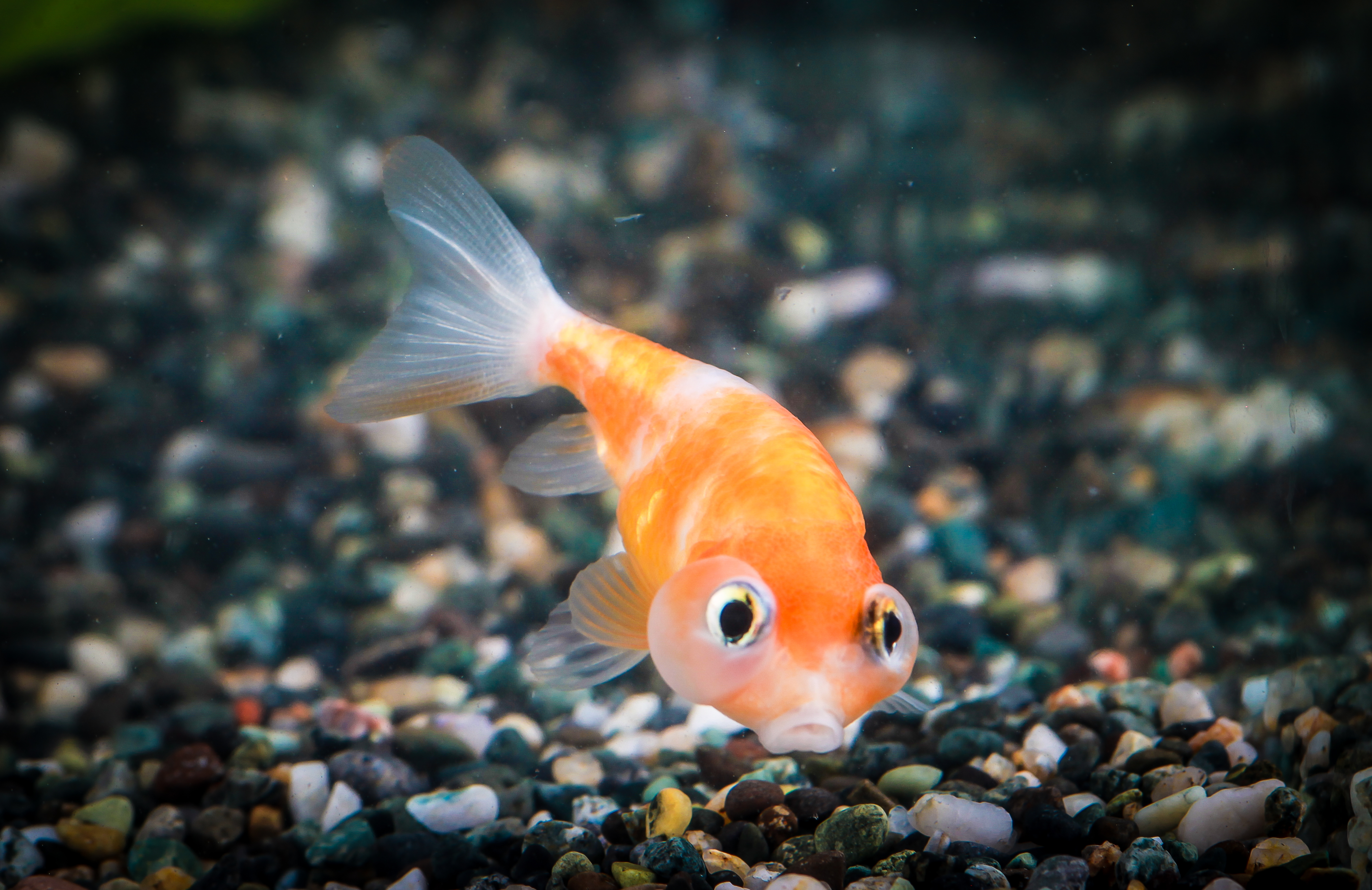 버블아이&수포안 (문의상품)