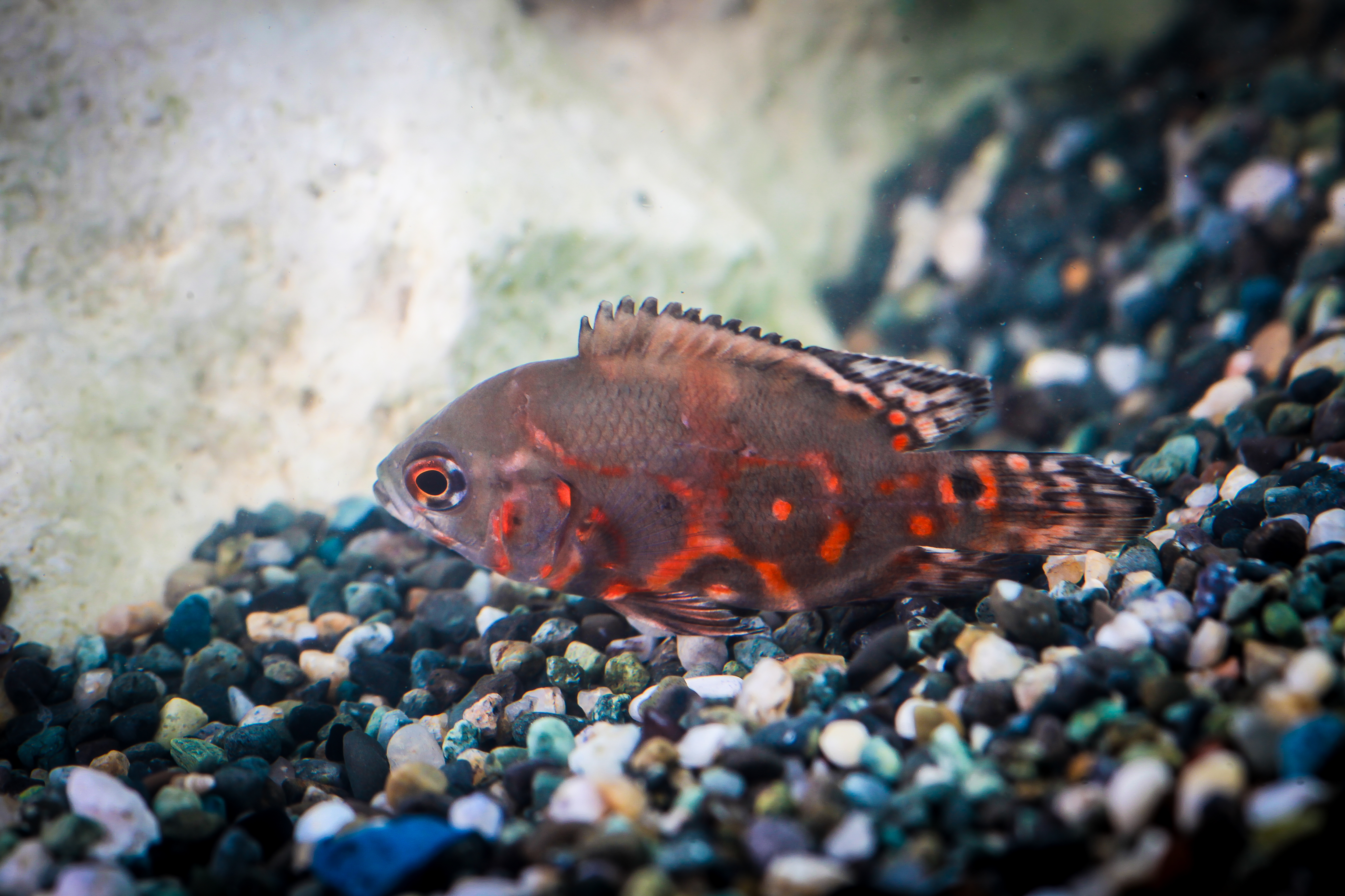 타이거오스카 6-8cm