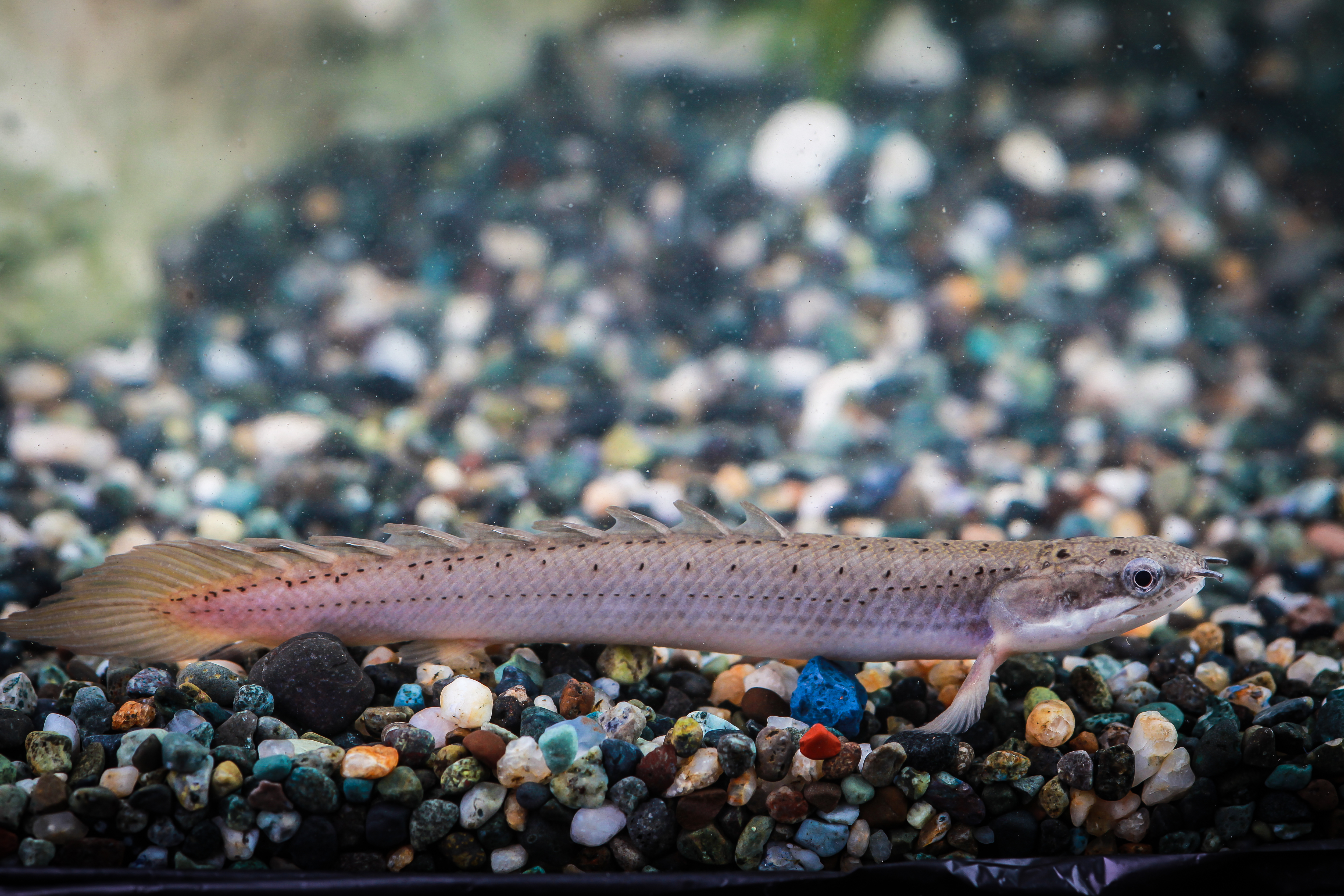 폴립세네갈 6-8cm