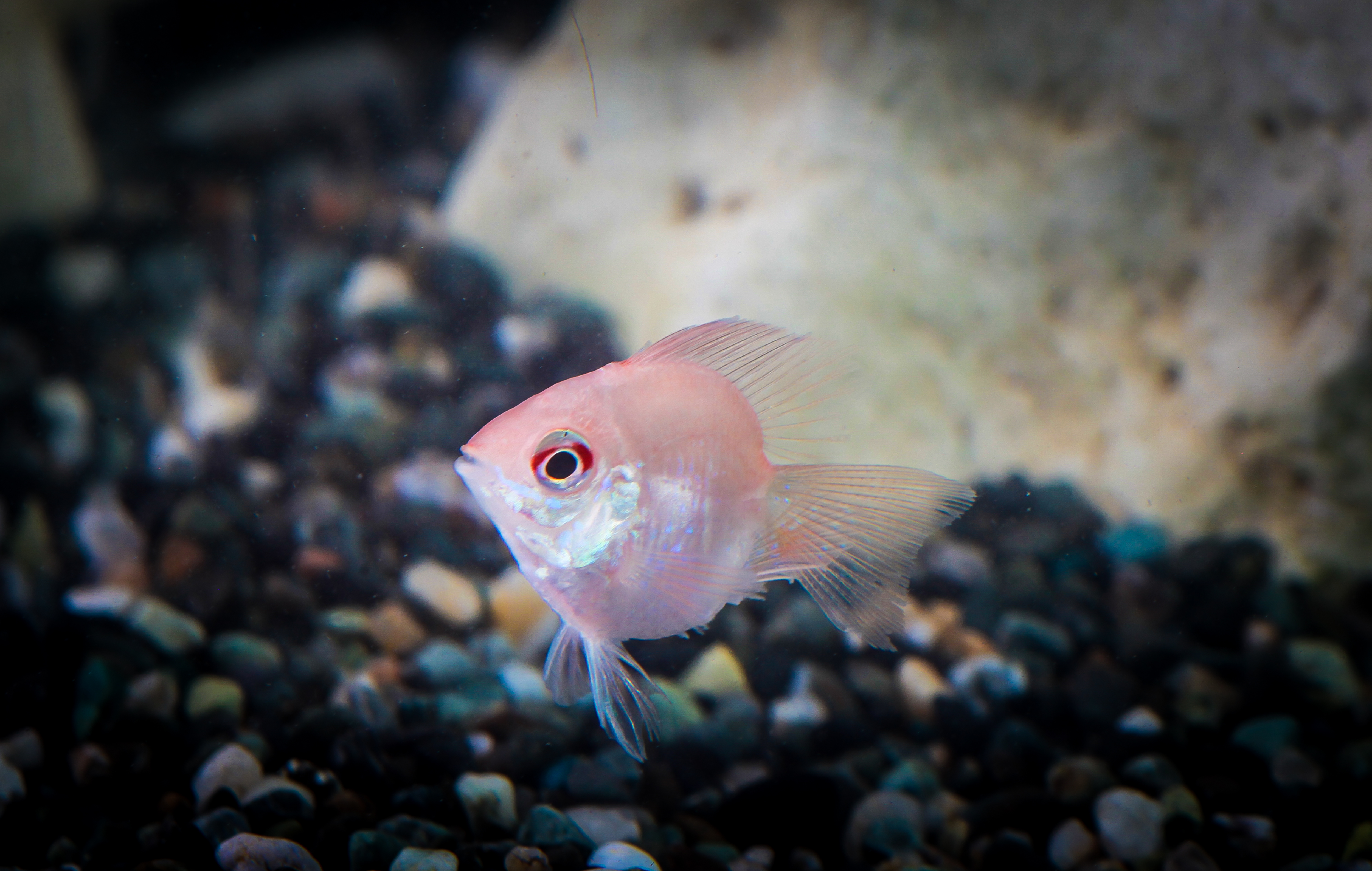 골든발룬라미레지