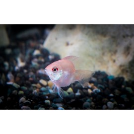 골든발룬라미레지