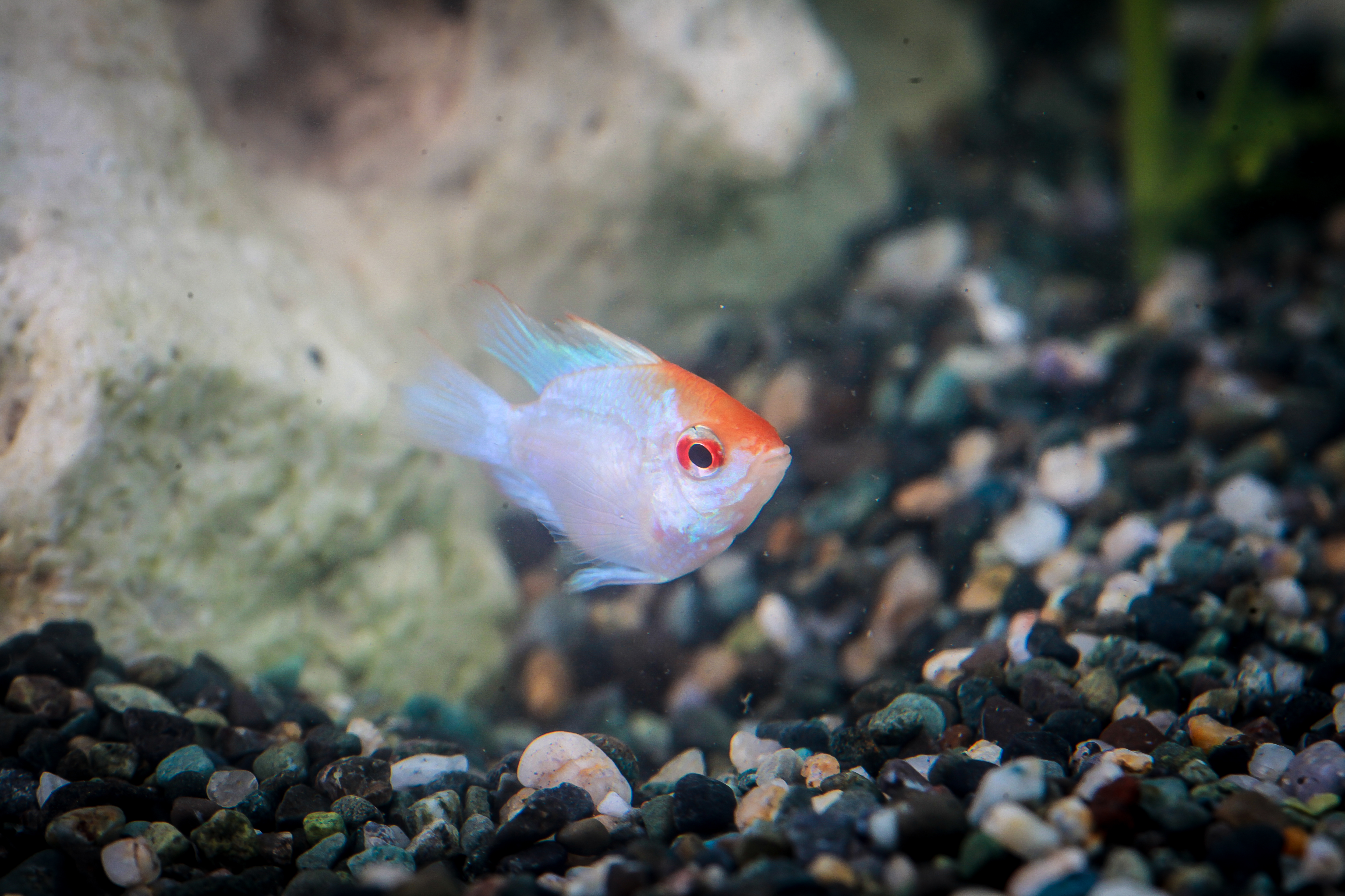 일렉트릭블루발룬라미레지