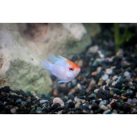 일렉트릭블루발룬라미레지