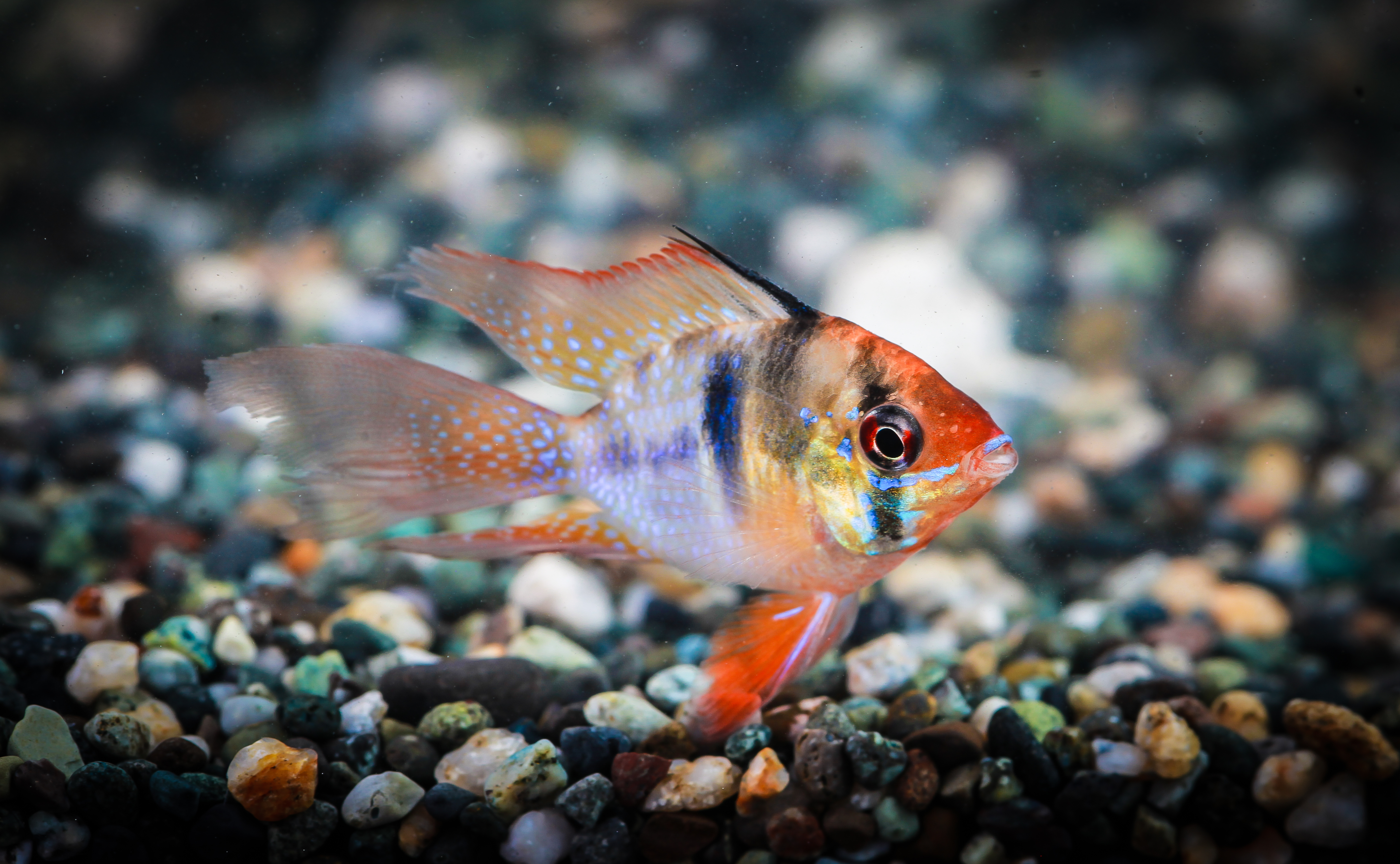 팝발룬라미레지