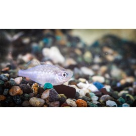 네온드워프레인보우