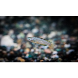 뉴기니아레인보우