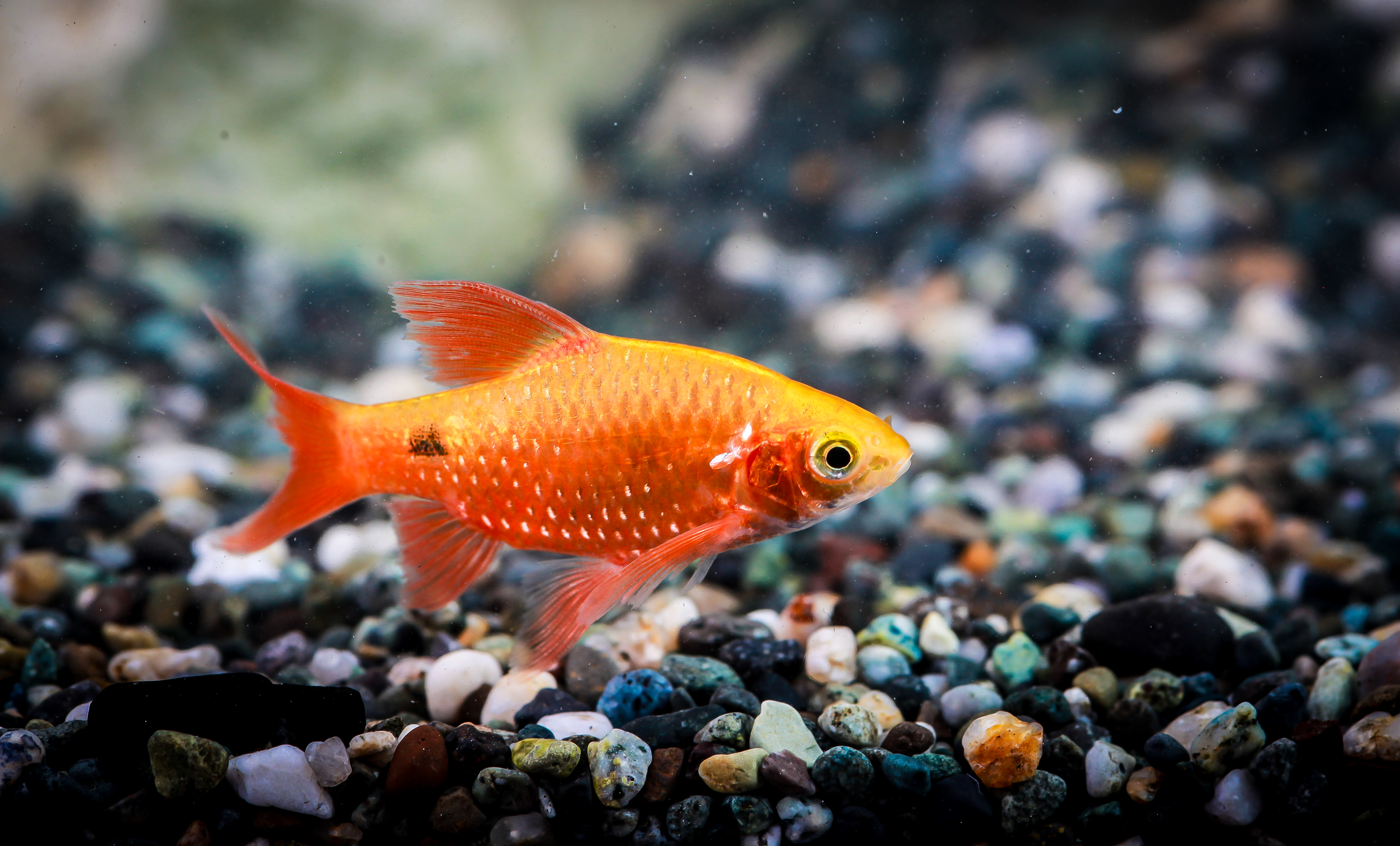 골든레드로지바브