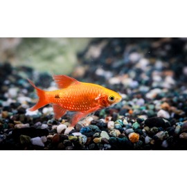 골든레드로지바브