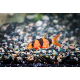 크라운로치 (문의상품)