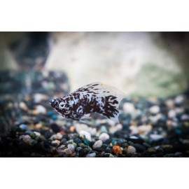 달마시안풍선몰리