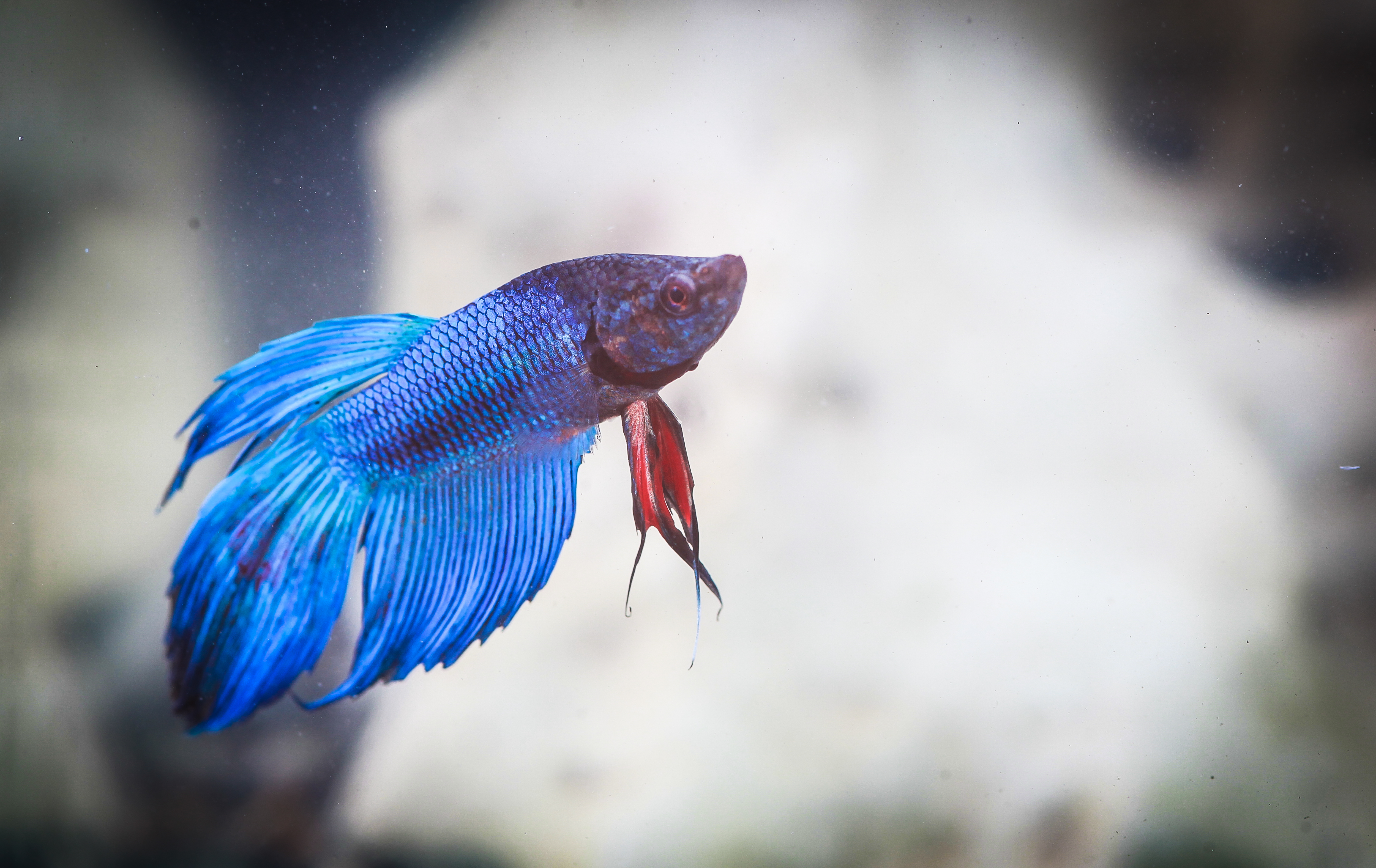 베일베타 -숫컷