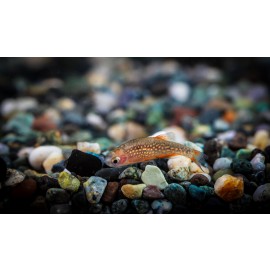 라스보라갤럭시