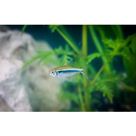 블랙네온테트라