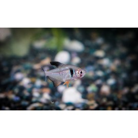 블랙팬덤테트라