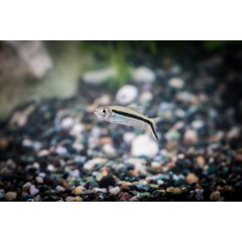 산타마리아테트라