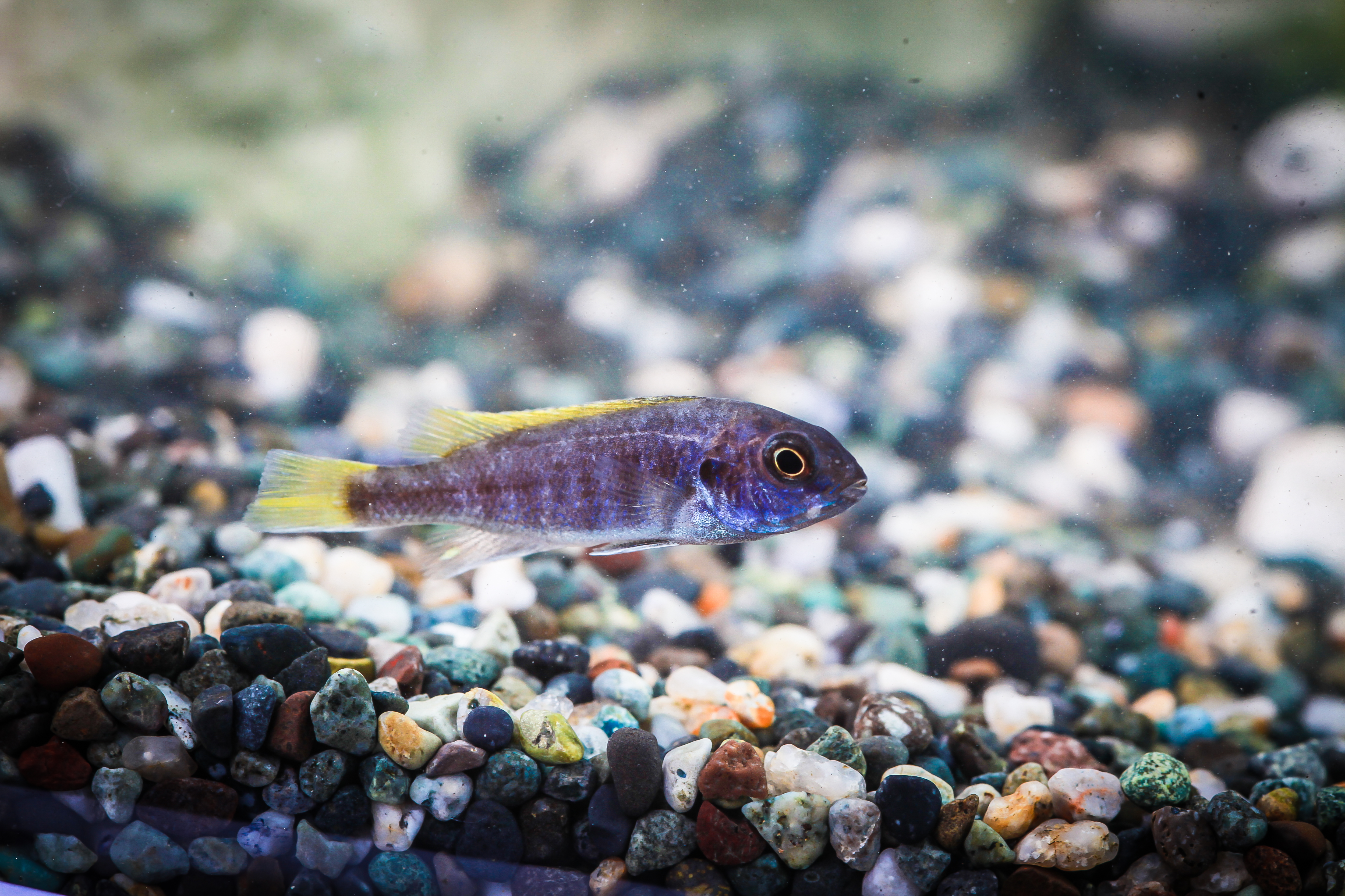 옐로우테일시클 (아세이)