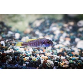 옐로우테일시클 (아세이)