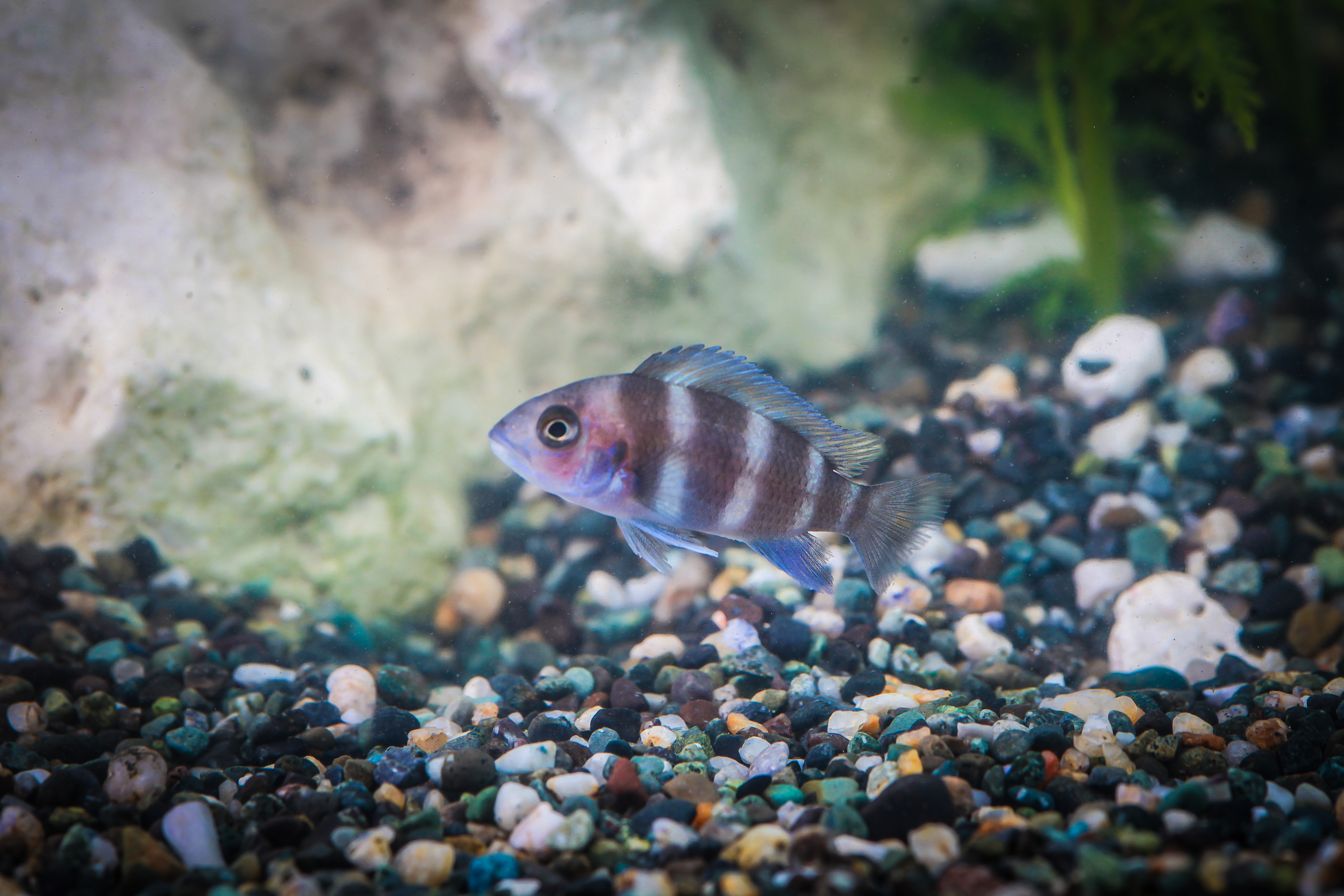 프론토샤브론디