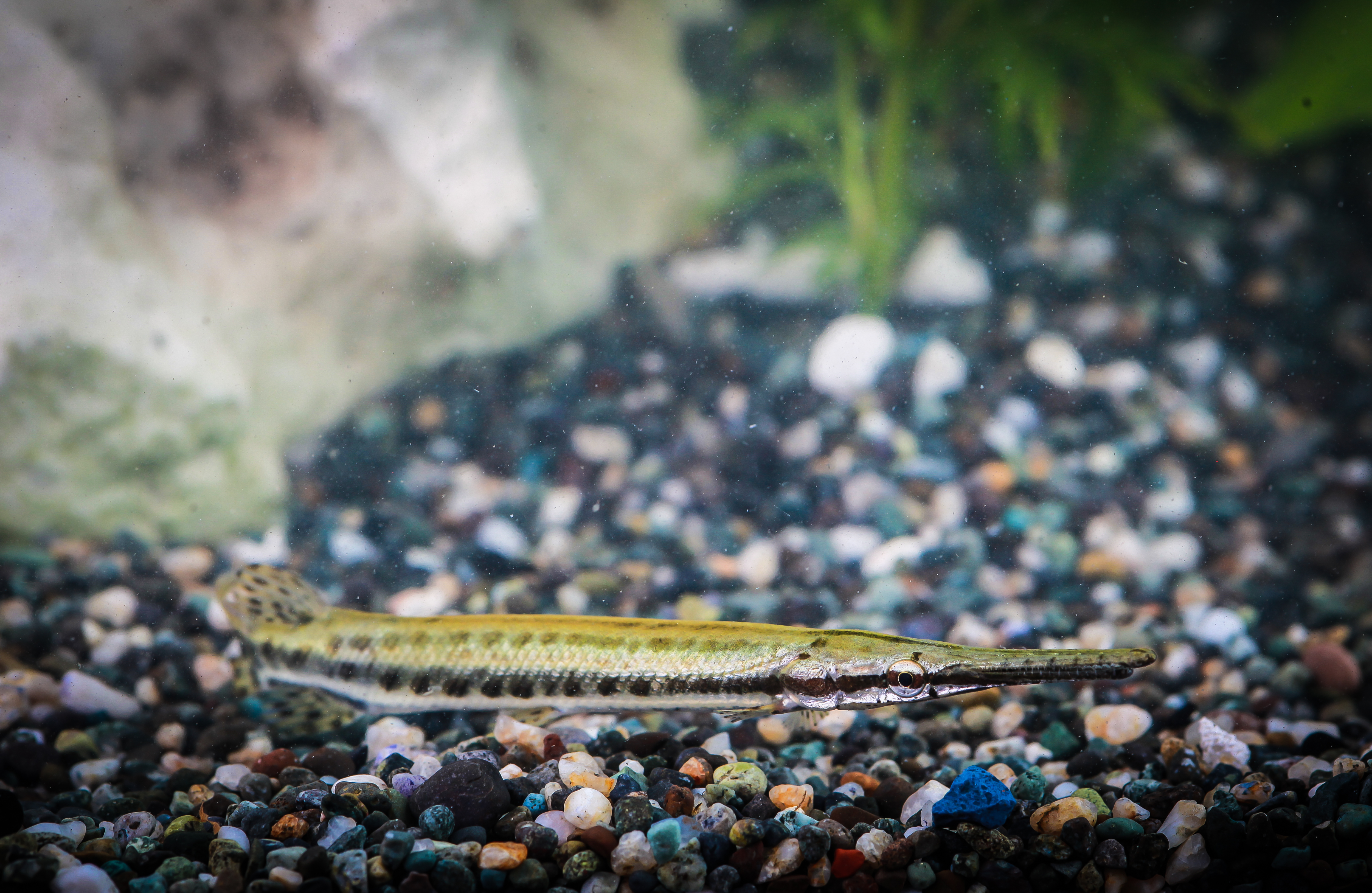 스포티드가피쉬