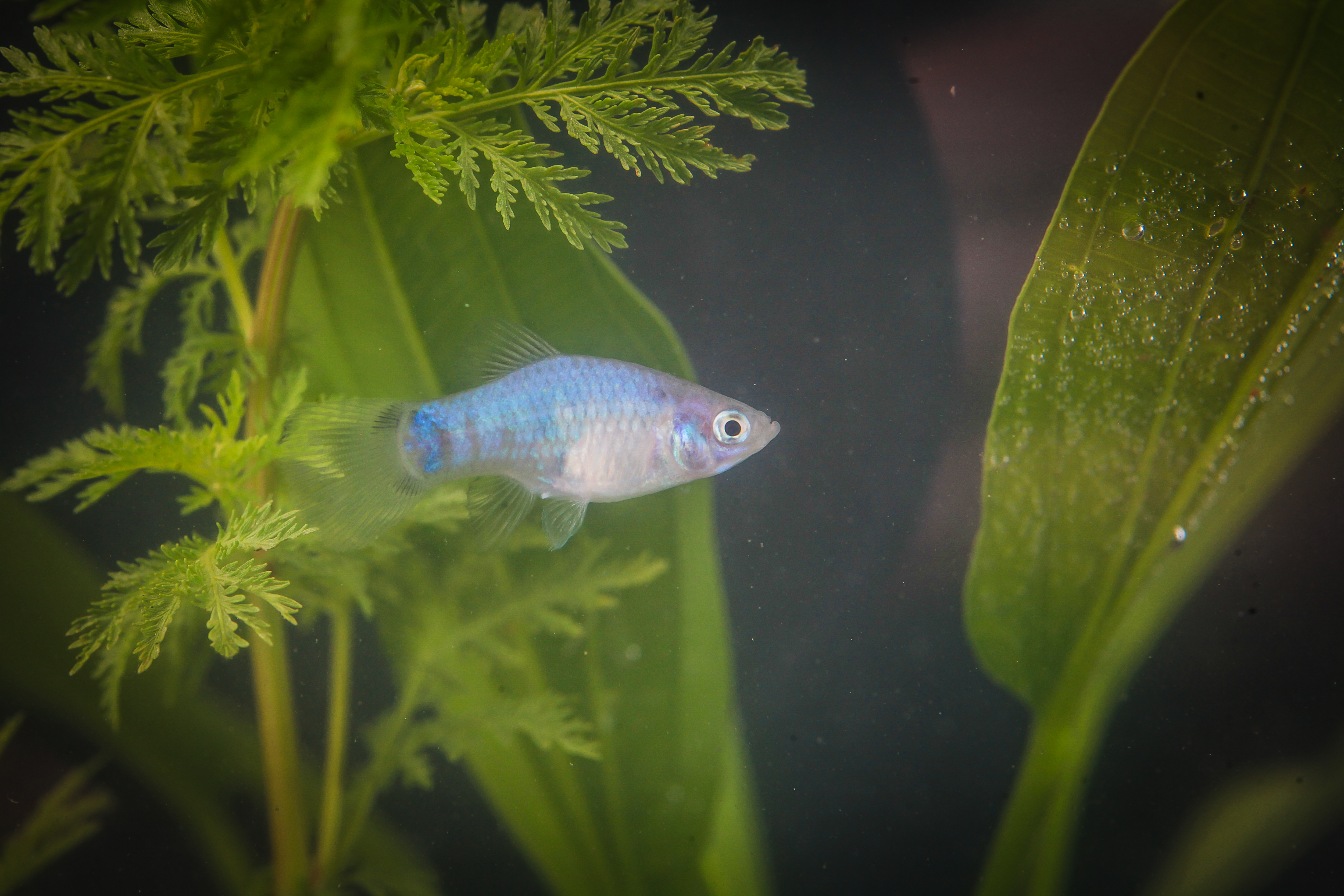 블루미키플래티