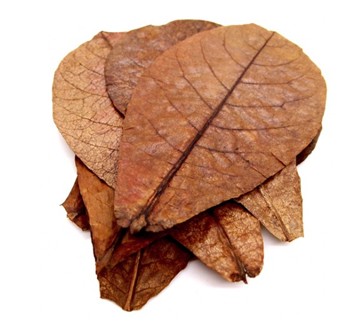 세틀 오가닉닥터 알몬드잎